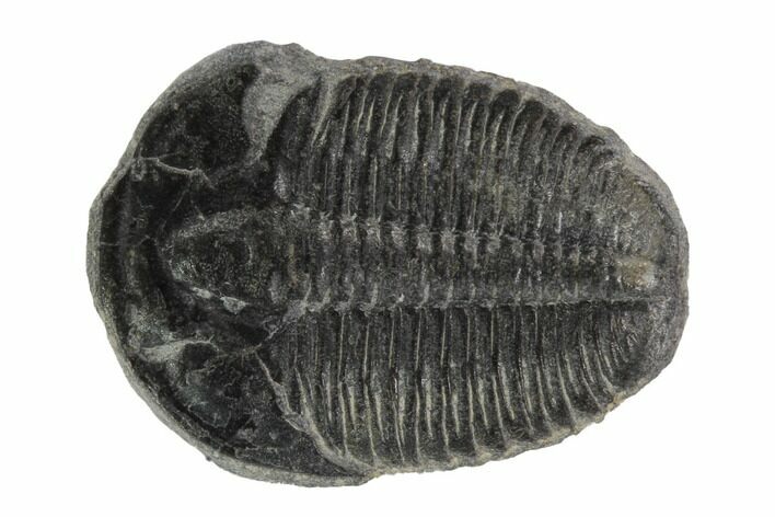 Elrathia Trilobite Fossil - Utah #97092